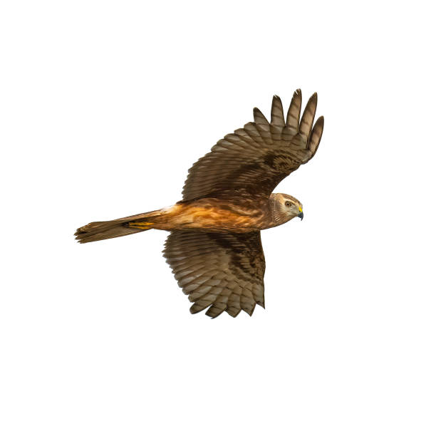 istock Flying juvenile Pied Harrier isolated on white background 1766284282