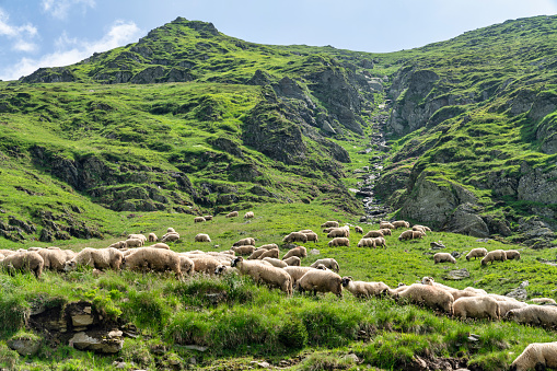Flockof sheep with donkey in mountain pastur