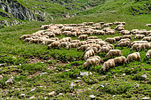 Sheep in the Carpathian Mountains