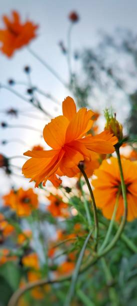 istock Cosmos Blooming in Autumn 1766308980