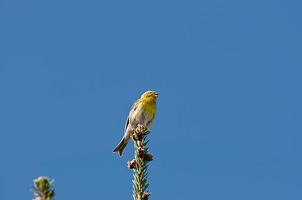 European Serin Male of European Serin, Serinus serinus, perched on a branch of Picea abies serin stock pictures, royalty-free photos & images