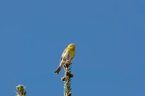 Male of European Serin, Serinus serinus, perched on a branch of Picea abies