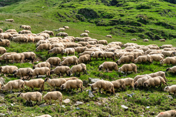 istock Sheep in the Carpathian Mountains 1766315997