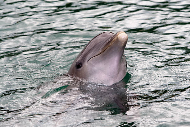 istock Dolfin swiming in resort pool 176631613