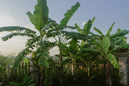 This picture is taken at Vietnam. Banana tree is one of popular tree here.