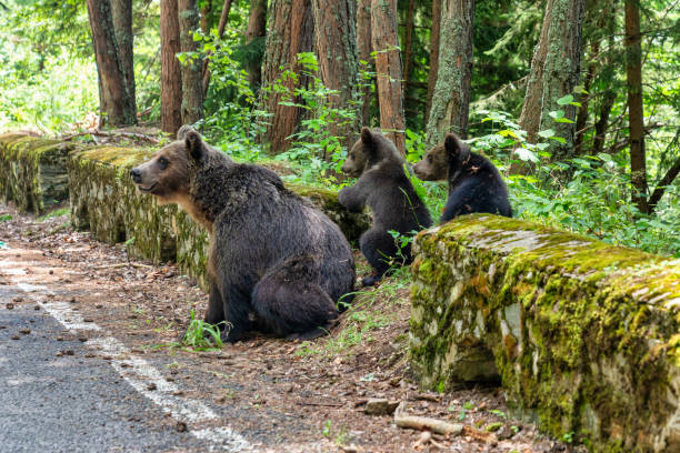 istock Wild brown bear in Romania 1766322326