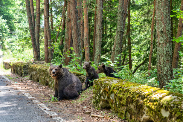 Wild brown bear in Romania