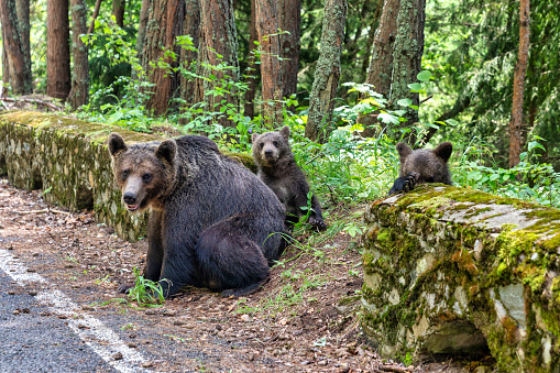 Black bear fishing in a creek, Hyder, Alaska