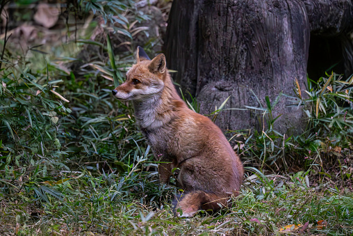 The red fox (Vulpes vulpes) is the largest of the true foxes and one of the most widely distributed members of the order Carnivora, being present across the entire Northern Hemisphere including most of North America. Yellowstone National Park, Wyoming.