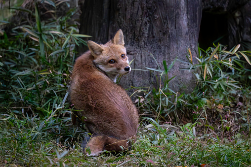 Red fox in the mountains of Italy: European wildlife. The fox has a thinned fur for the upcoming spring season.