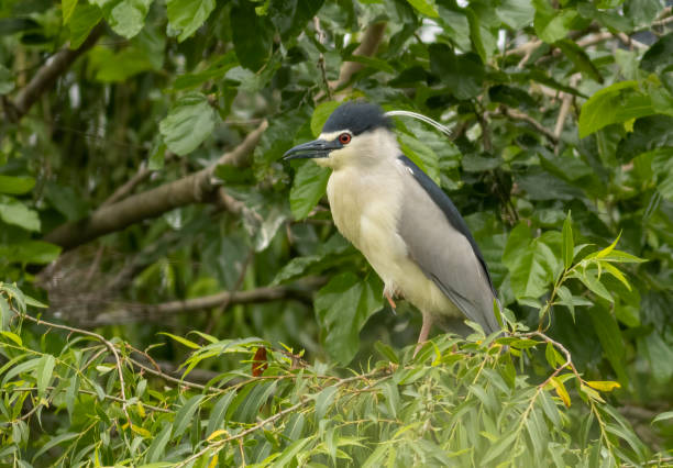 istock Black-crowned Night Heron in breeding colony 1766332974