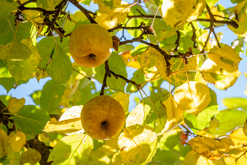 Autumn fruits. Ripe organic apples on branch. Autumn Fruits