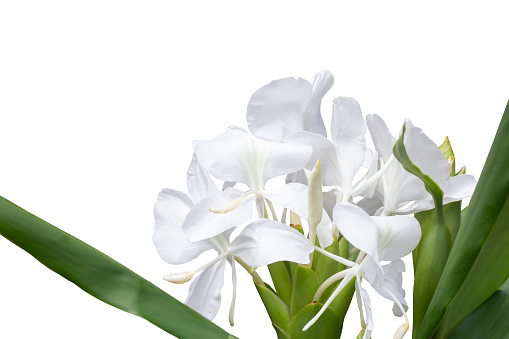 White Ginger or Hedychium coronarium bloom is a Thai herb isolated on white background included clipping path.