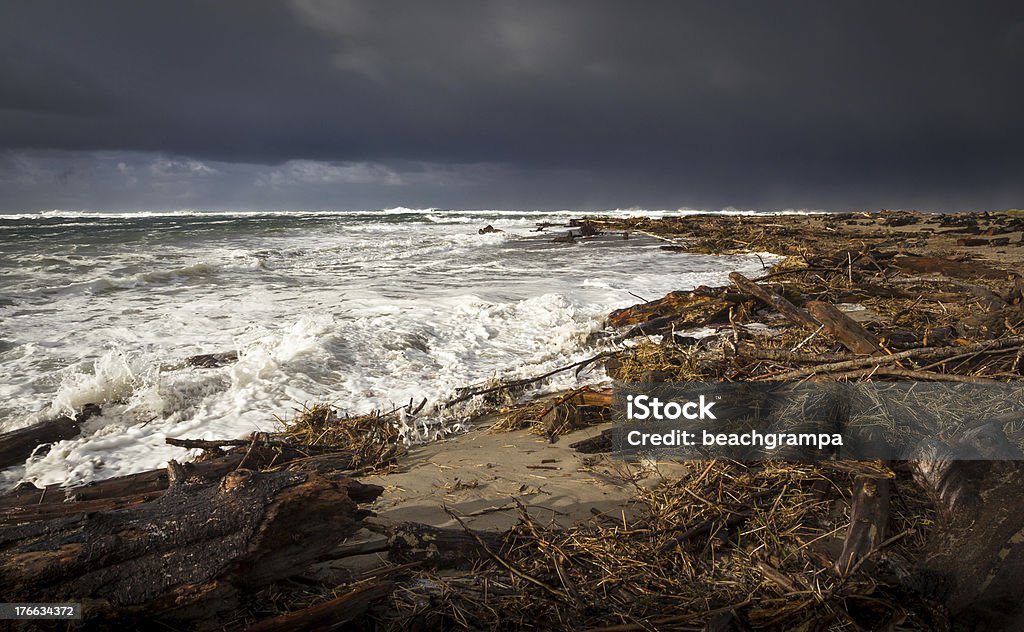 Driftwood después de la tormenta - Foto de stock de Aire libre libre de derechos