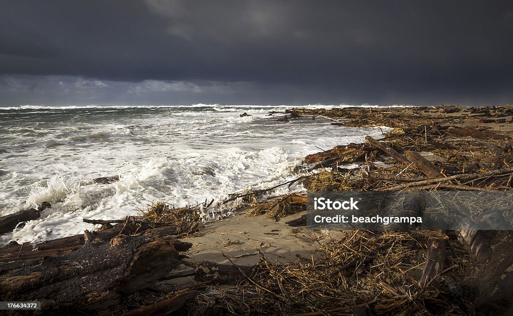 Driftwood après la tempête - Photo de Bois flotté libre de droits