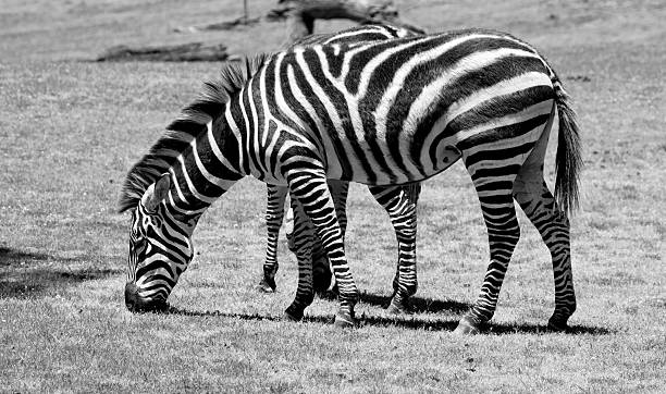 istock Zebra eating grass on a green field 176634466