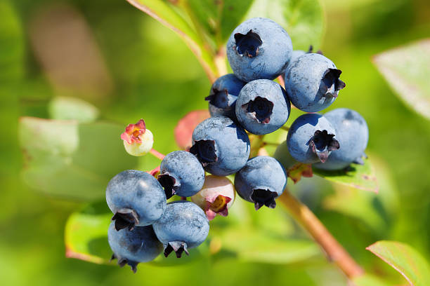 istock Ripe Cluster of Blueberries Hanging on the Bush 176634490
