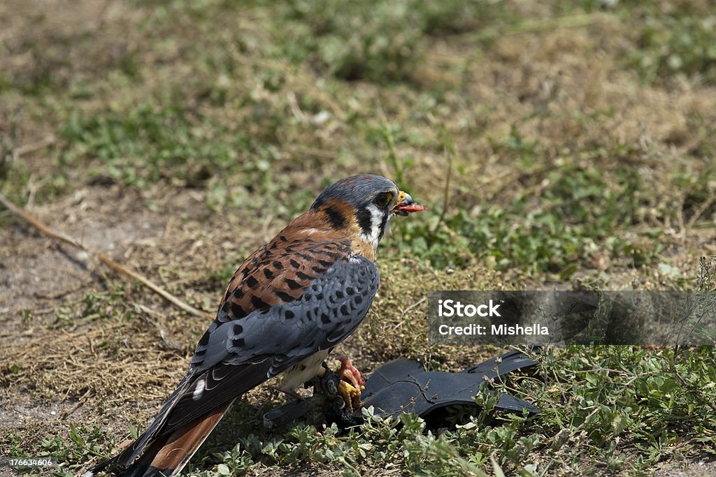 Falcon - Foto de stock de Agarrar libre de derechos