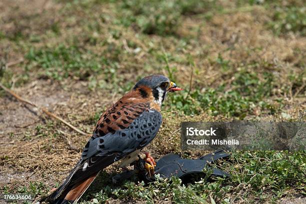 Falcon Foto de stock y más banco de imágenes de Agarrar - Agarrar, Animal, Animales cazando