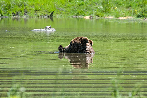 istock Black bear is swimming in a pond 176634624