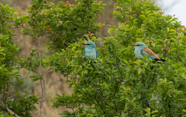 istock European roller (Coracias garrulus) sitting on a branch 1766349904