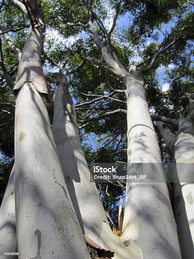 White Barked Tree Stock Photo Download Image Now At The Bottom Of White Barked Tree Stock Photo Download Image Now At The Bottom Of