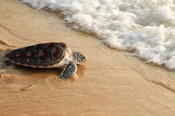 tartaruga marina rilascio. - turtle young animal beach sand foto e immagini stock