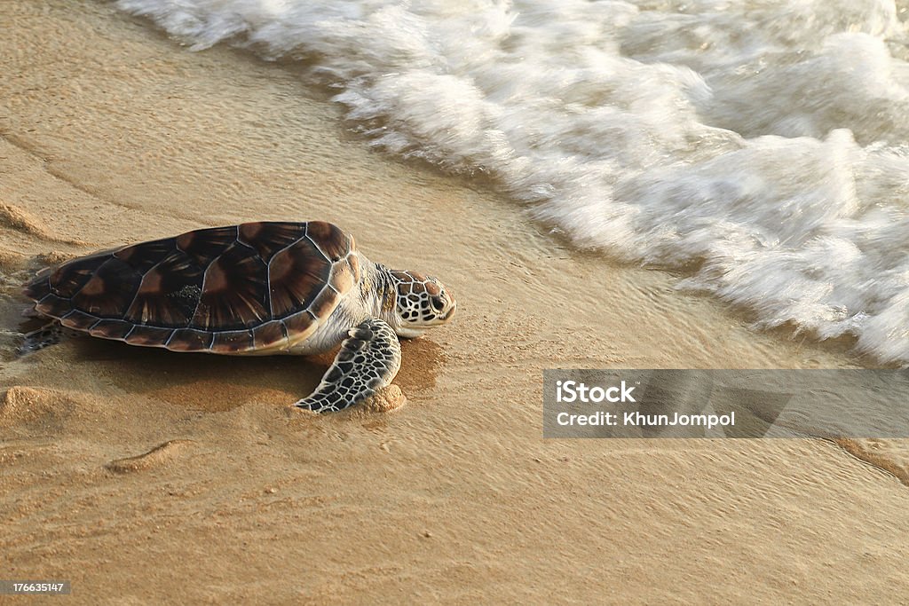 Sea turtle release. Sea turtle release on Phuket island. Thailand Sea Turtle Stock Photo