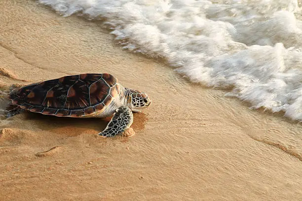 Photo of Sea turtle release.