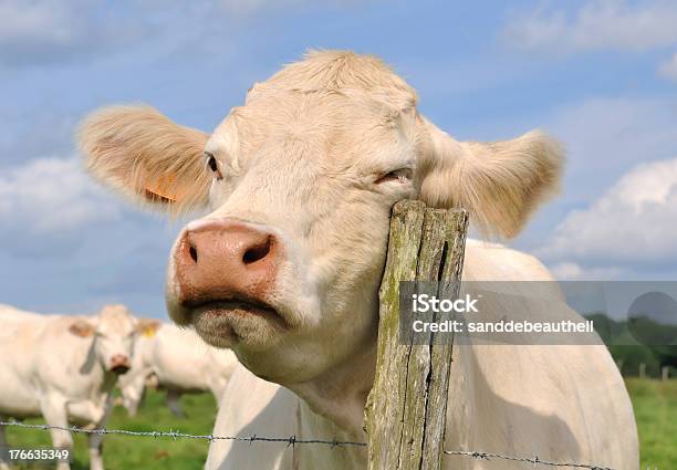 Foto de Vaca A Fricção Em Um Poste e mais fotos de stock de Gado Charolais - Gado Charolais, Agricultura, Animal de Fazenda