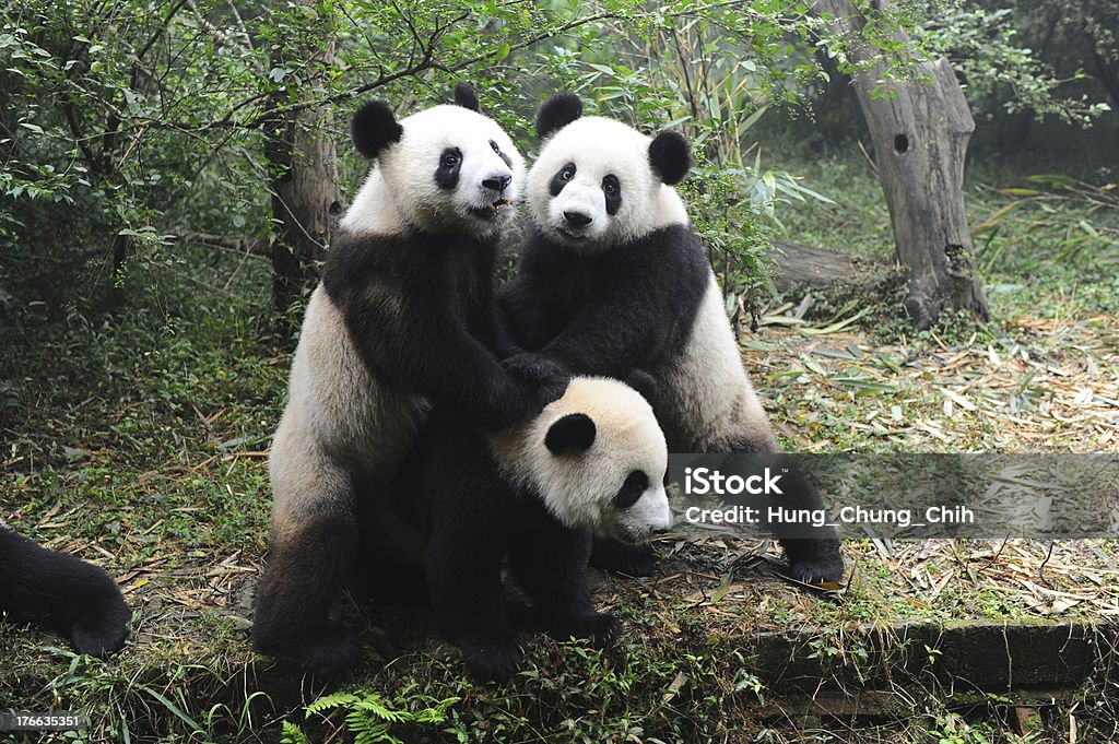 Giant panda bears playing Three giant panda bears playing together Adult Stock Photo