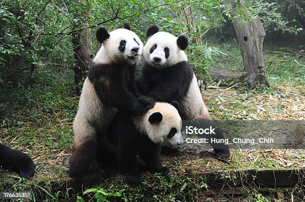 Giant Panda Bears Playing Stock Photo - Download Image Now - Adult, Animal, Animal Hair