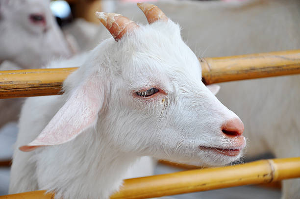 istock Baby Goat in Farm 176635484