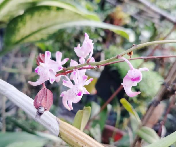 istock aerides falcata flowers 1766355758