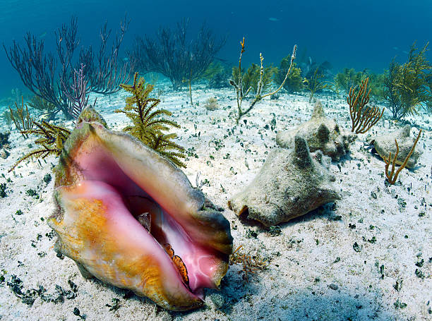 conchiglia di strombo in un subacqueo paesaggio marino - queen conch foto e immagini stock