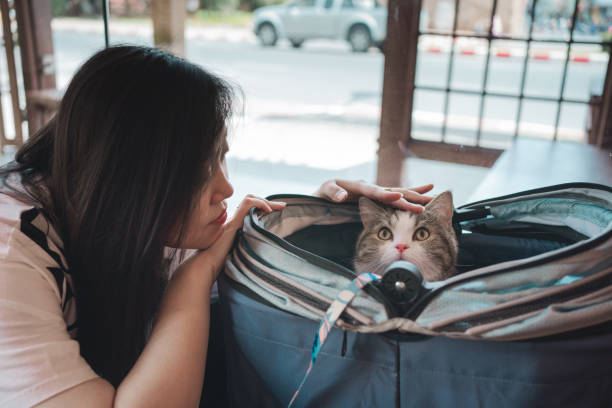 mulher asiática sorri e feliz durante a brincadeira com seu gato escocês no café - white domestic cat ginger kitten - fotografias e filmes do acervo