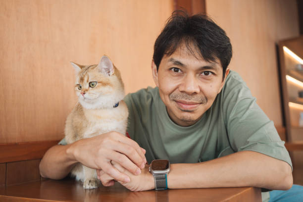 homem asiático sorri e feliz durante a brincadeira com seu gato britânico dourado no café - white domestic cat ginger kitten - fotografias e filmes do acervo