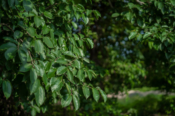 istock Leaf green focus view nature background 1766360412
