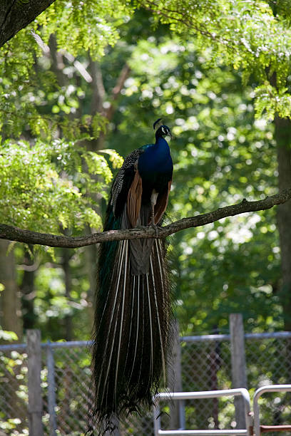 istock Peacock is sitting on a brunch of  tree 176636417