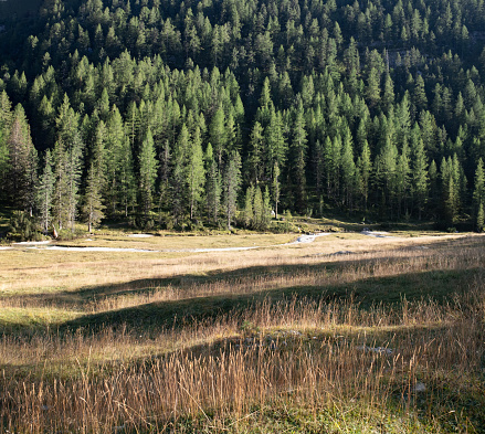 Meadow with larch forest in the background.