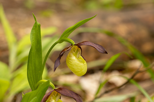 Lady`s Slipper Orchid (Cypripedium calceolus)