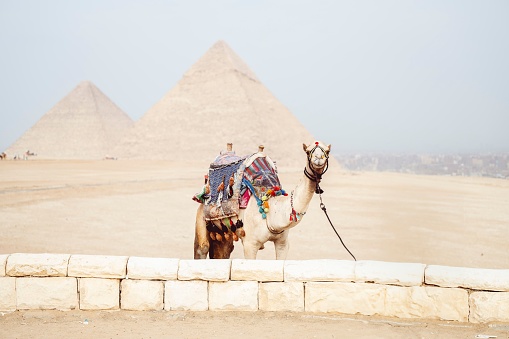 Cairo, Egypt – October 08, 2023: A camel in front of an ancient pyramid on a sunny day in the middle of a desert