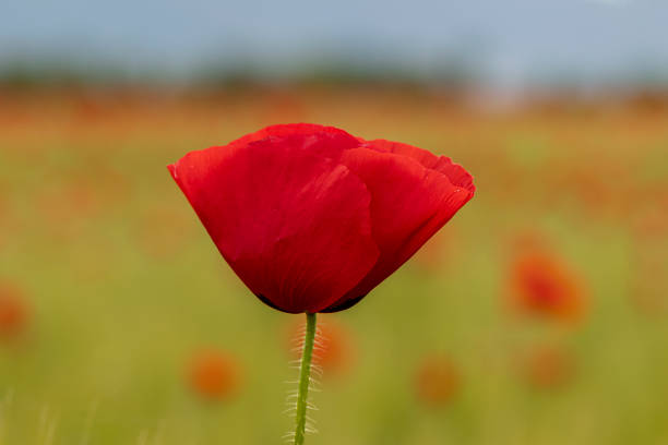 istock Poppy field at sunset 1766396981