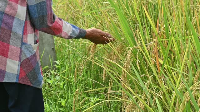 Thai farmer checking his rice crops by touching seed heads of Oryza sativa (or Asian rice) in agriculture field.