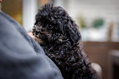 a small black cute bolonka puppy lies comfortably on the arm of its owner