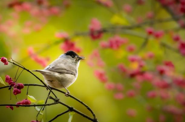 mönchsgrasmücke sitzt auf einem ast vor einer traube kleiner rosa blüten. - melodious warbler stock-fotos und bilder