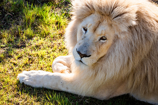 White lion in Tenikwa Wildlife Rehabilitation and Awareness Centre in Plettenberg Bay, South Africa. High quality photo