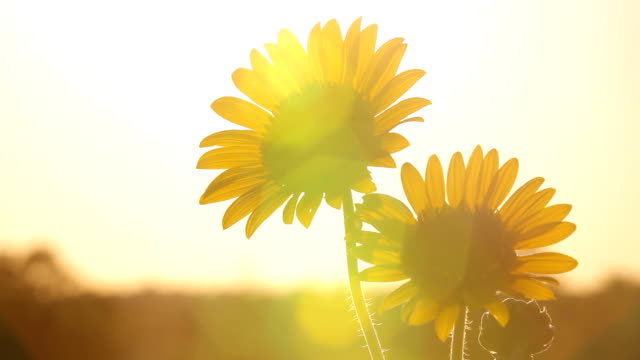 Kansas Sunflowers Setting The Mood HD