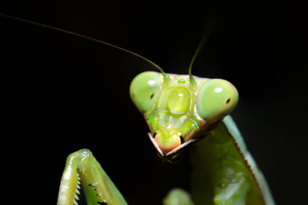 istock Giant praying mantis face portrait (black background, macro lens used, outdoor natural light, close-up photo) 1766432398