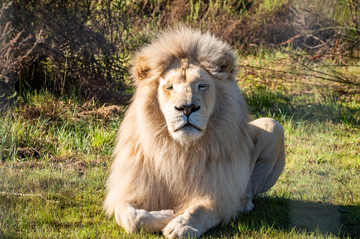 White lion in Tenikwa Wildlife Rehabilitation and Awareness Centre in Plettenberg Bay, South Africa. High quality photo